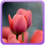 Tulips Wallpaper | Indus Appstore | App Icon