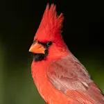 Cardinal bird sound ringtones | Indus Appstore | App Icon