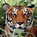 Tiger Wallpapers | Indus Appstore | App Icon