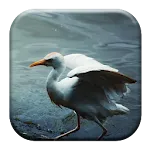 Crane Bird Sounds | Indus Appstore | App Icon