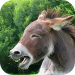 Donkey Sounds | Indus Appstore | App Icon