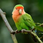 Lovebird sounds | Indus Appstore | App Icon