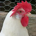 Chicken Sounds | Indus Appstore | App Icon