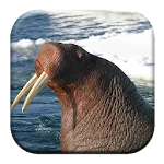 Walrus Sounds | Indus Appstore | App Icon