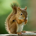 Talking Squirrel | Indus Appstore | App Icon