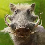 The Warthog | Indus Appstore | App Icon