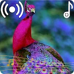 Peacock Sounds Ringtone | Indus Appstore | App Icon