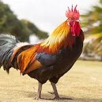 Rooster Photo wall | Indus Appstore | App Icon