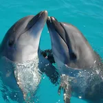 Bottlenose dolphin Sounds | Indus Appstore | App Icon