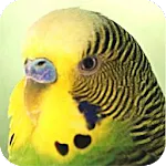 Parrots | Indus Appstore | App Icon