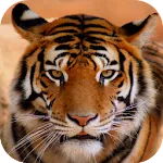 Tiger Sounds | Indus Appstore | App Icon