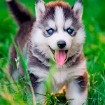 Husky Puppies Wallpapers | Indus Appstore | App Icon