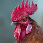 Rooster Sounds | Indus Appstore | App Icon