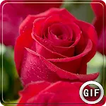 Rose GIF | Indus Appstore | App Icon