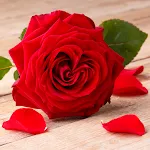 Red Rose Wallpapers | Indus Appstore | App Icon