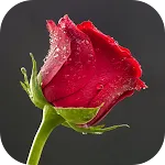 10000 Flowers Wallpapers | Indus Appstore | App Icon