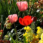 Spring Nature Live Wallpaper | Indus Appstore | App Icon