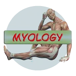 Human Anatomy. Myology | Indus Appstore | App Icon