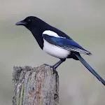 Magpie Bird Sounds | Indus Appstore | App Icon