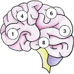 Brain Memory Exercise | Indus Appstore | App Icon