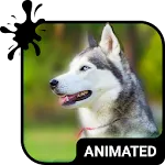 Cute Husky Wallpaper HD Theme | Indus Appstore | App Icon