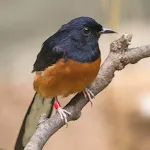 White-rumped shama | Indus Appstore | App Icon