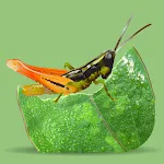 Grasshoppers of the Western US | Indus Appstore | App Icon