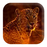 Leopard Sounds | Indus Appstore | App Icon