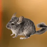 Chinchilla Sounds | Indus Appstore | App Icon