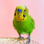 Budgerigar Sounds | Indus Appstore | App Icon