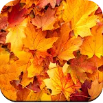 Autumn Wallpaper 4K | Indus Appstore | App Icon