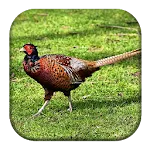 Gamecock Sounds | Indus Appstore | App Icon