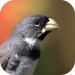 Collar Bird Corners | Indus Appstore | App Icon