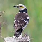 Black-collared starling calls | Indus Appstore | App Icon