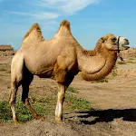 Camels Jigsaw Puzzles | Indus Appstore | App Icon