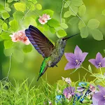 Hummingbirds wallpaper | Indus Appstore | App Icon