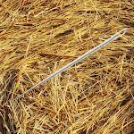 a needle in a haystack | Indus Appstore | App Icon