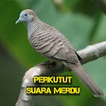 Perkutut Suara Merdu | Indus Appstore | App Icon