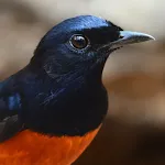 White-rumped shama Sounds | Indus Appstore | App Icon