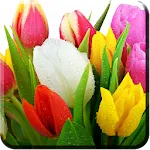 Flowers Wallpapers HD | Indus Appstore | App Icon