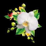 Orchids Wallpaper | Indus Appstore | App Icon