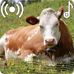 Cow Sounds Ringtone | Indus Appstore | App Icon