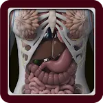 Complete 3D Female Anatomy | Indus Appstore | App Icon