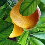 Lemon Benefits | Indus Appstore | App Icon