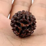 Rudraksha | Indus Appstore | App Icon