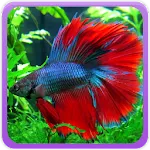 Betta Fish Wallpaperapp icon