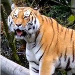 Tiger 3d Live Wallpaper | Indus Appstore | App Icon