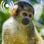 Monkey Sounds Ringtone | Indus Appstore | App Icon