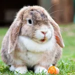 Rabbit sounds | Indus Appstore | App Icon