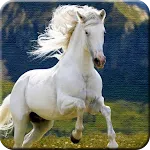 Horse Wallpapers | Indus Appstore | App Icon